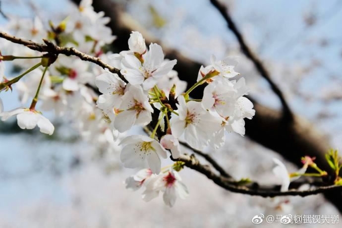 Man Rocking A Cherry Blossom Tree Sparks Outrage - Cgtn