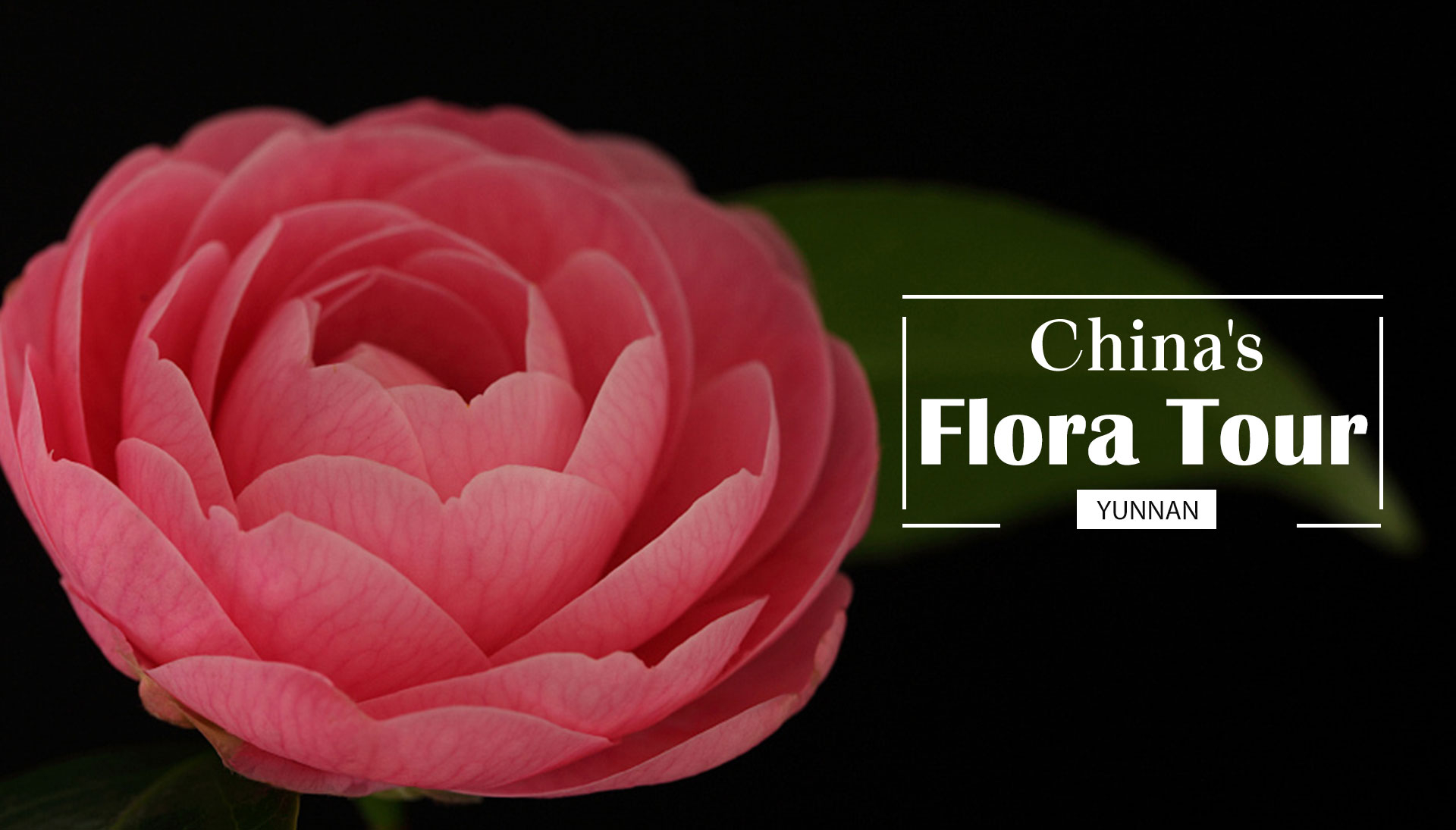 China's Flora Tour: Camellia – queen of winter flowers