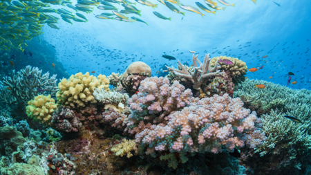 Australia's Great Barrier Reef shows signs of new coral bleaching - CGTN