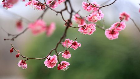 Plum blossoms add color to a quiet spring in China - CGTN