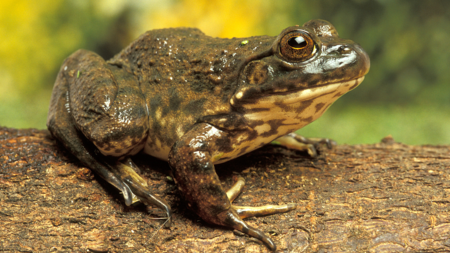 Bullfrog Shell Turtle Bullfrogs and soft-shelled turtles back on the menu - CGTN