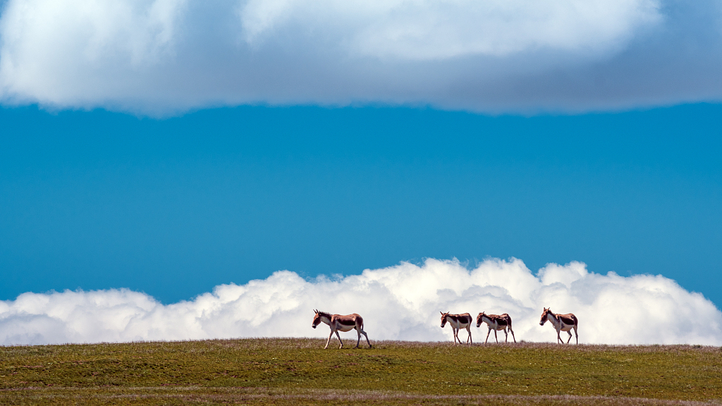 National Park Forum opens in northwestern China