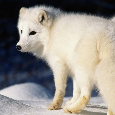 Now that's a stone cold fox - CGTN