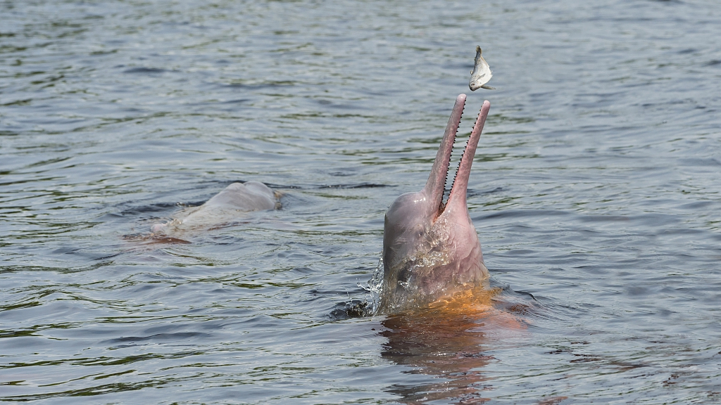 Amazon River Dolphins Threatened By Mercury Pollution Cgtn