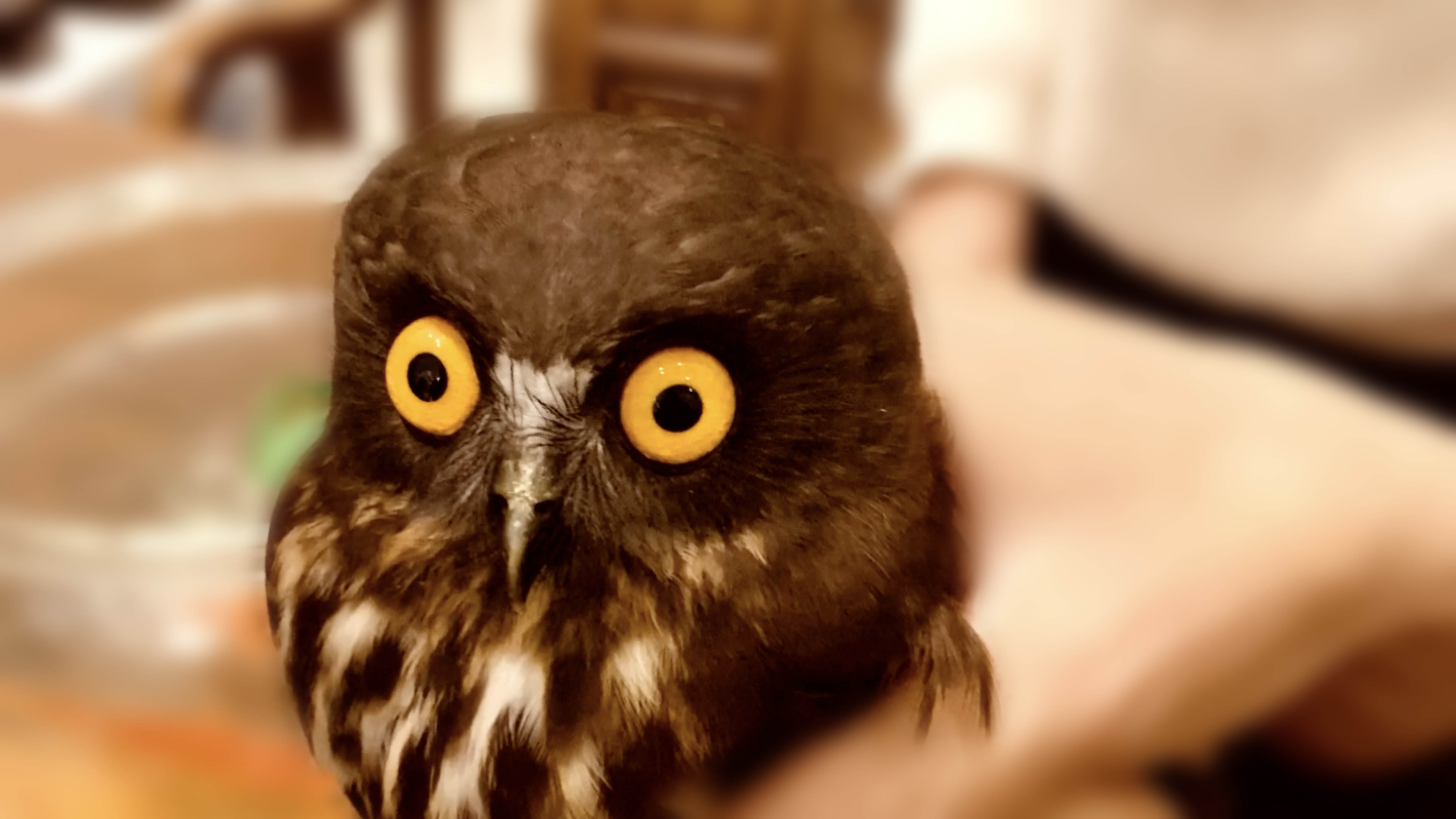 Young owl makes dramatic entrance in SW China restaurant - CGTN