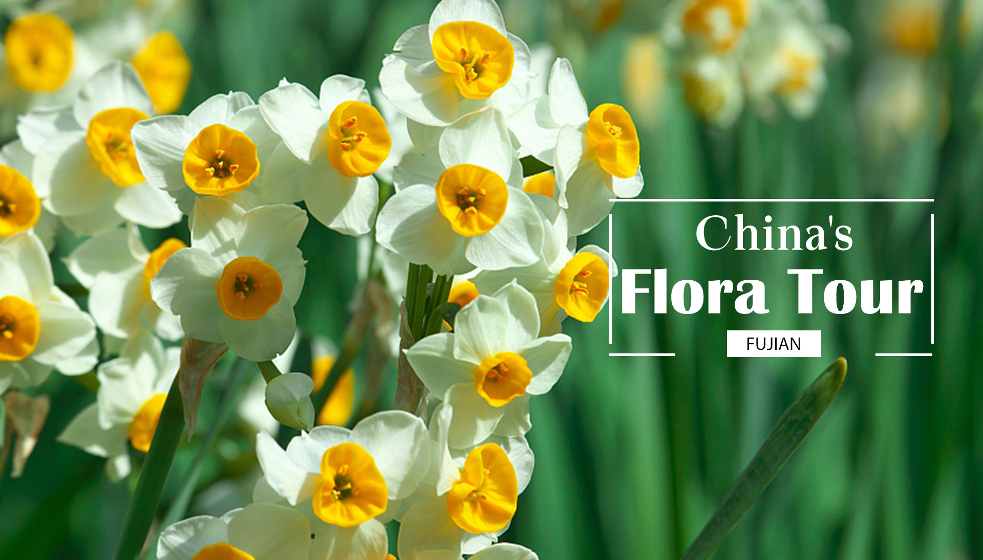 China's Flora Tour: Narcissus – a flower full of myths