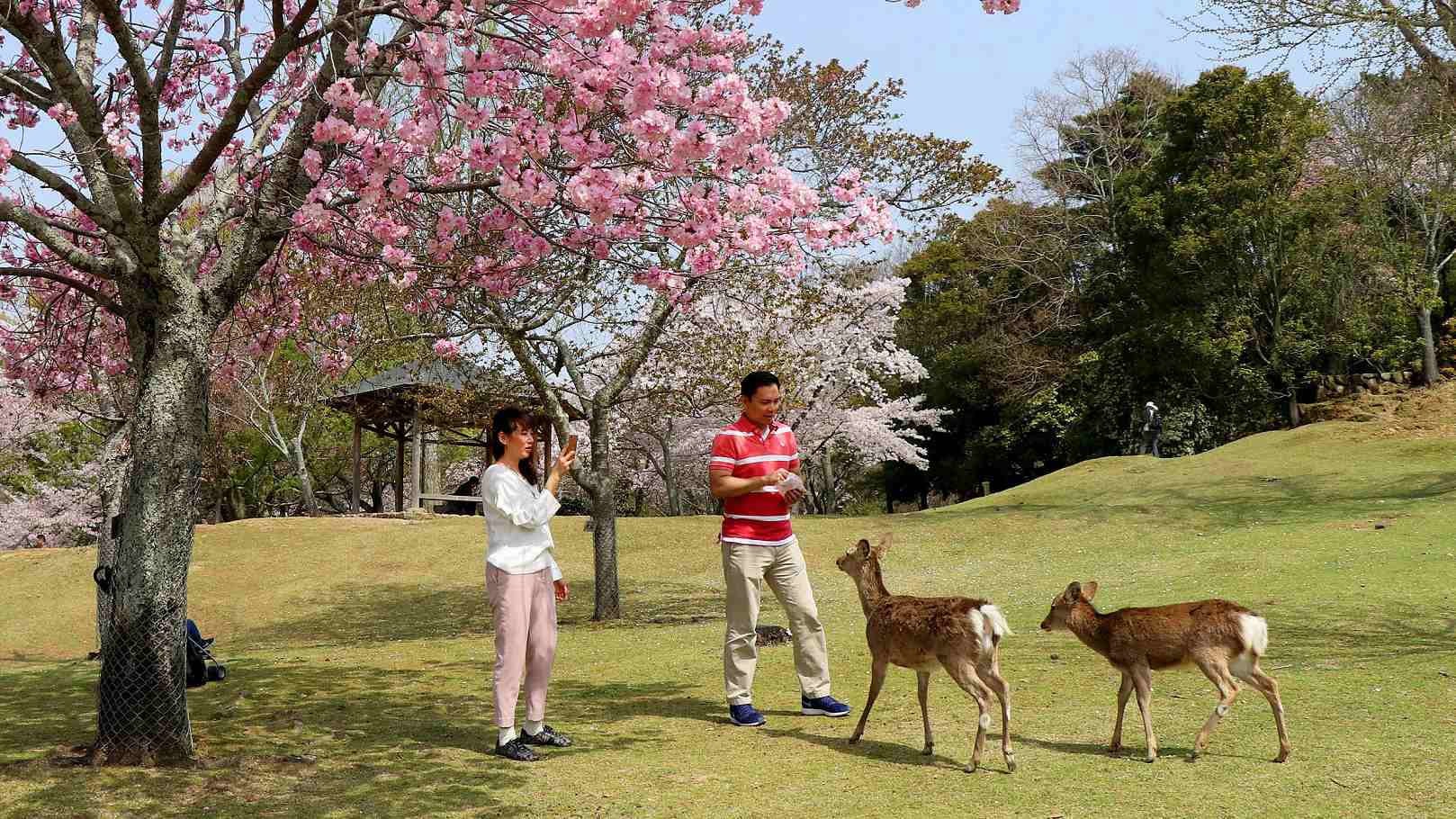 japan-s-nara-park-offers-feeding-tips-after-an-increase-in-deer-bites