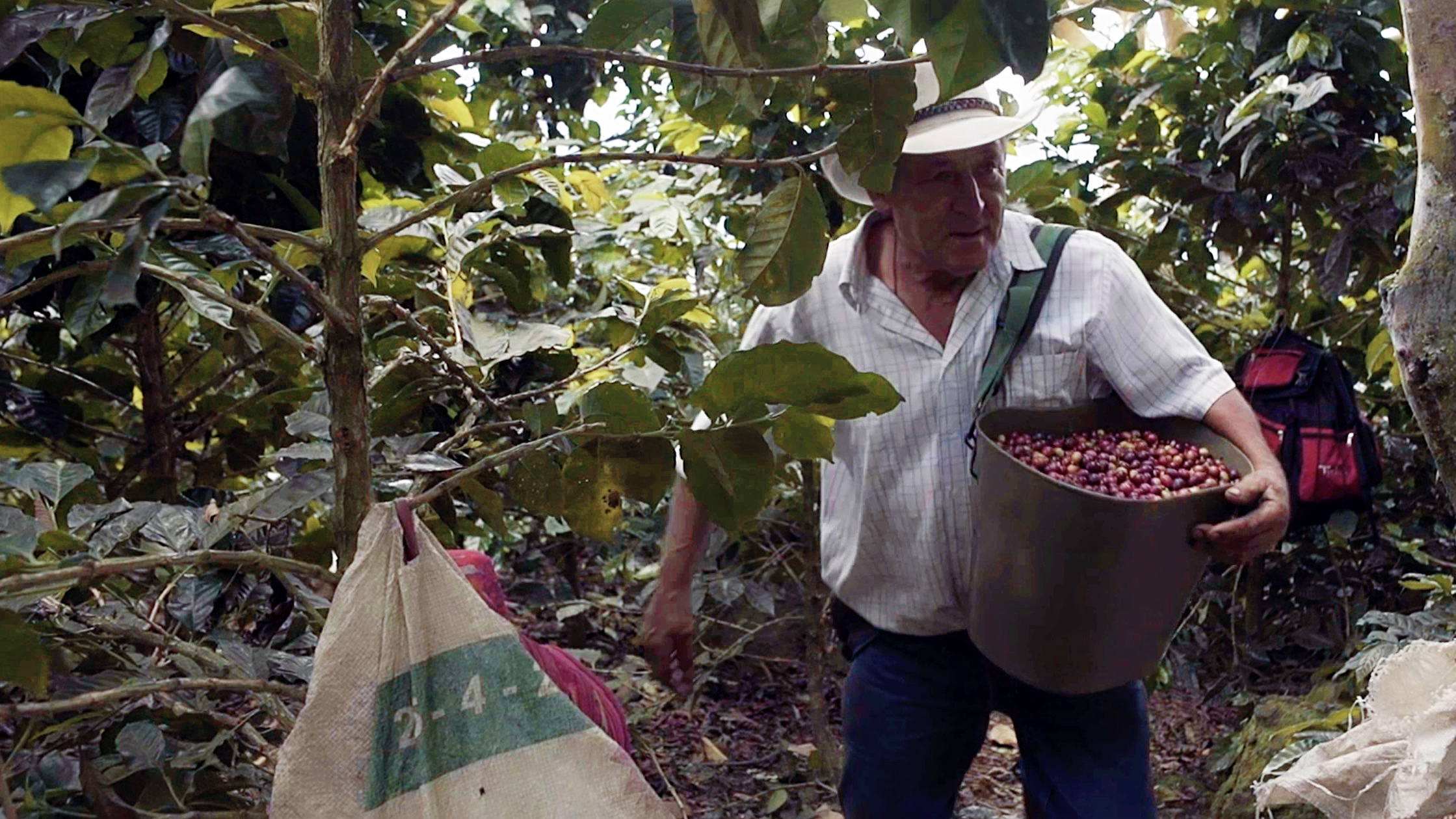 A journey along Colombia's coffee trail