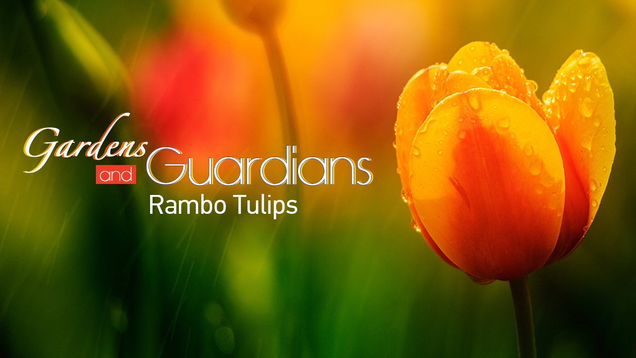 Gardens and guardians: Rambo tulips in the 'world's flower shop'