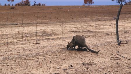 Assignment Asia: How Kangaroo Island recovers from Australian bushfire ...