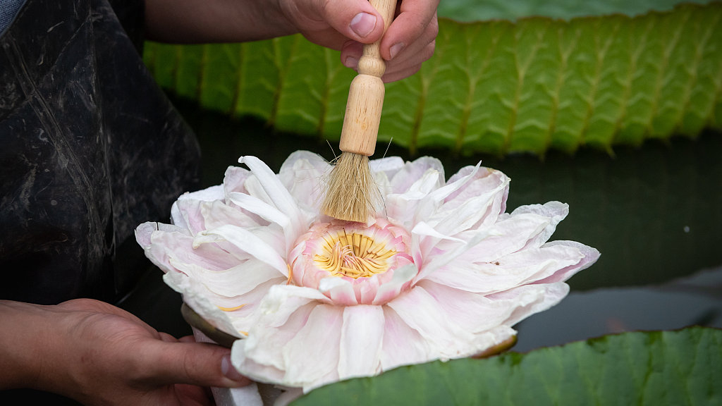 Experts hand pollinate giant water lily CGTN