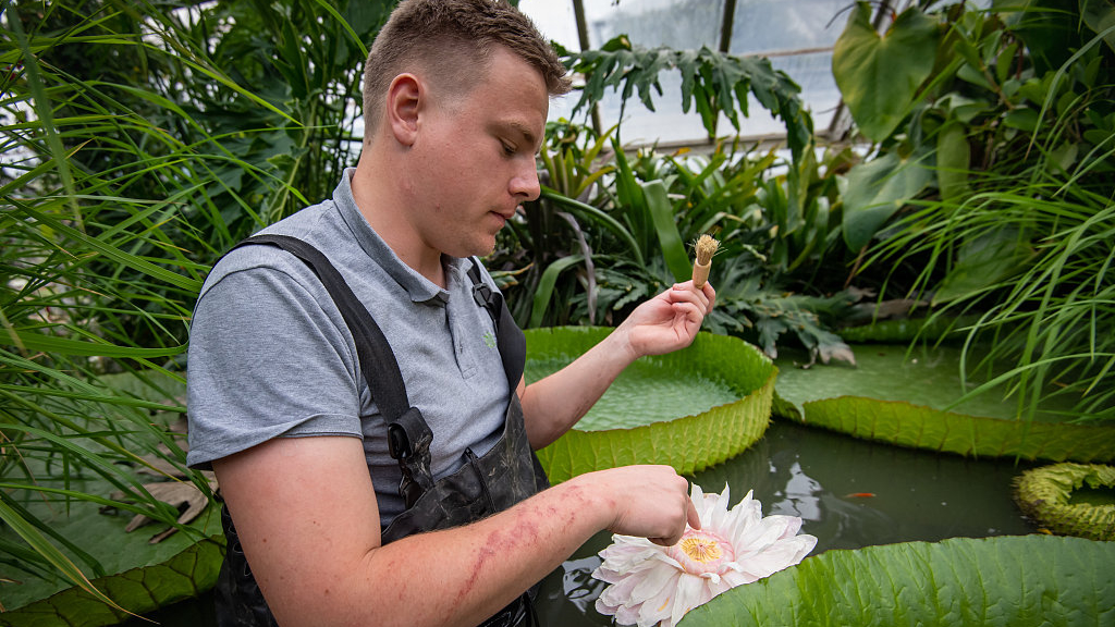 Water Lily Is Pollinated By