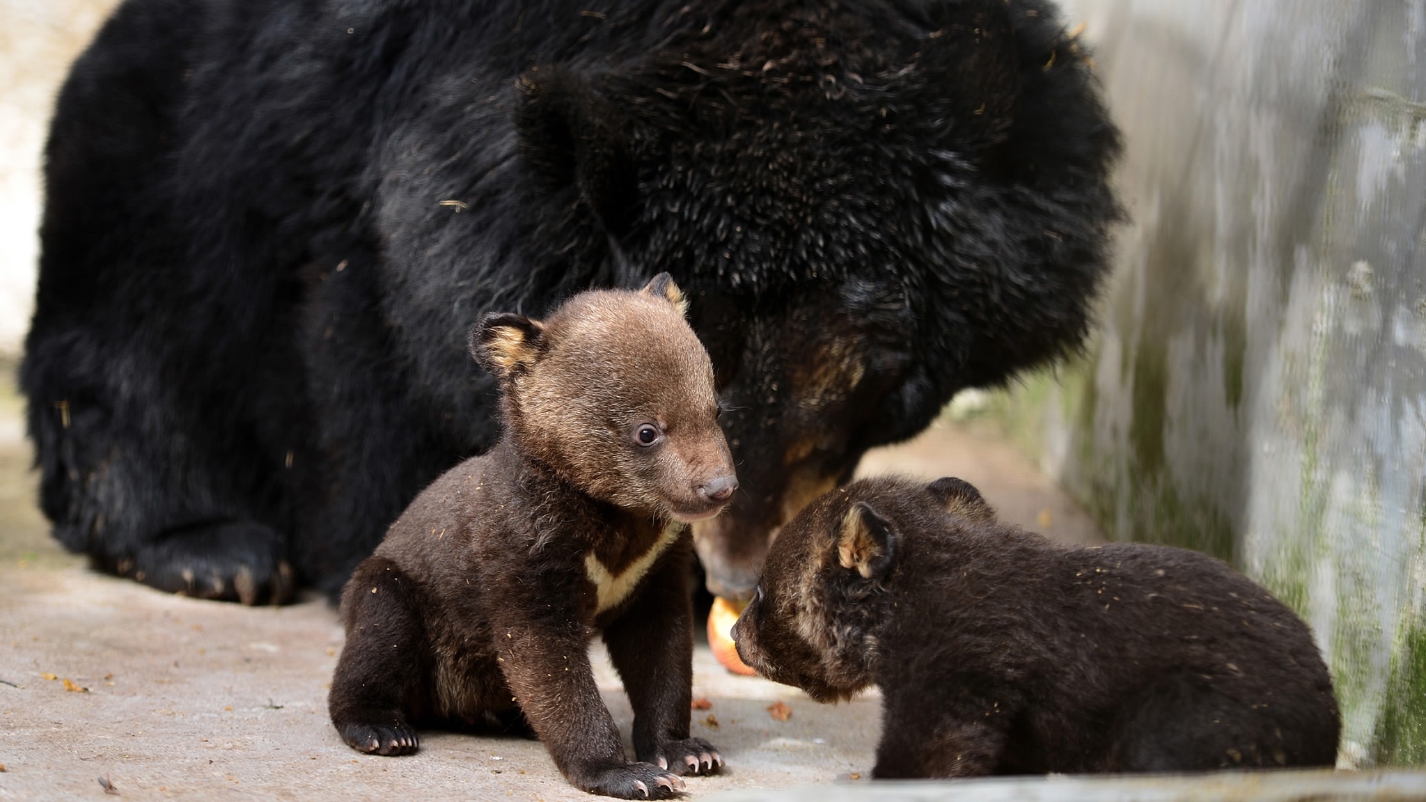 cute black bear cubs