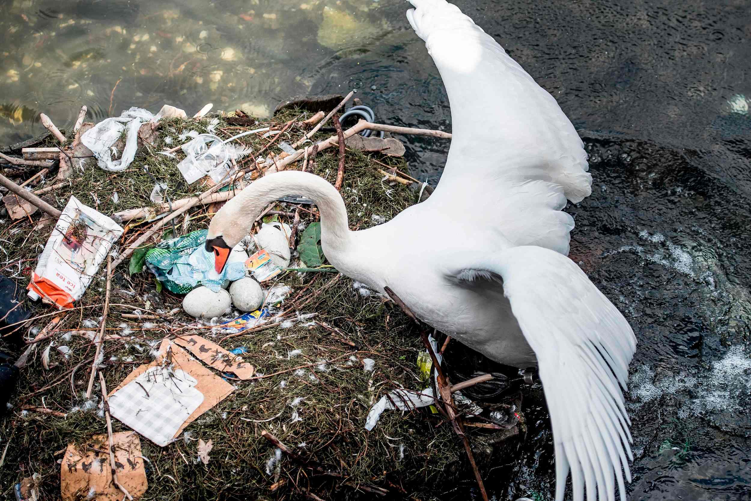 Окружающая среда и птицы. Гнездо лебедя шипуна. Птицы и мусор. Птицы и пластик.