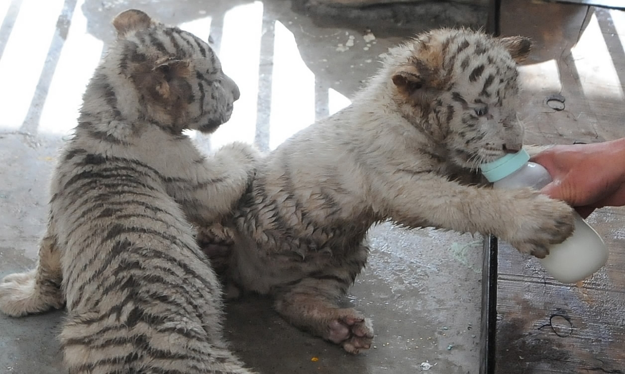 Feeding time for a baby white tiger, View large A baby whit…