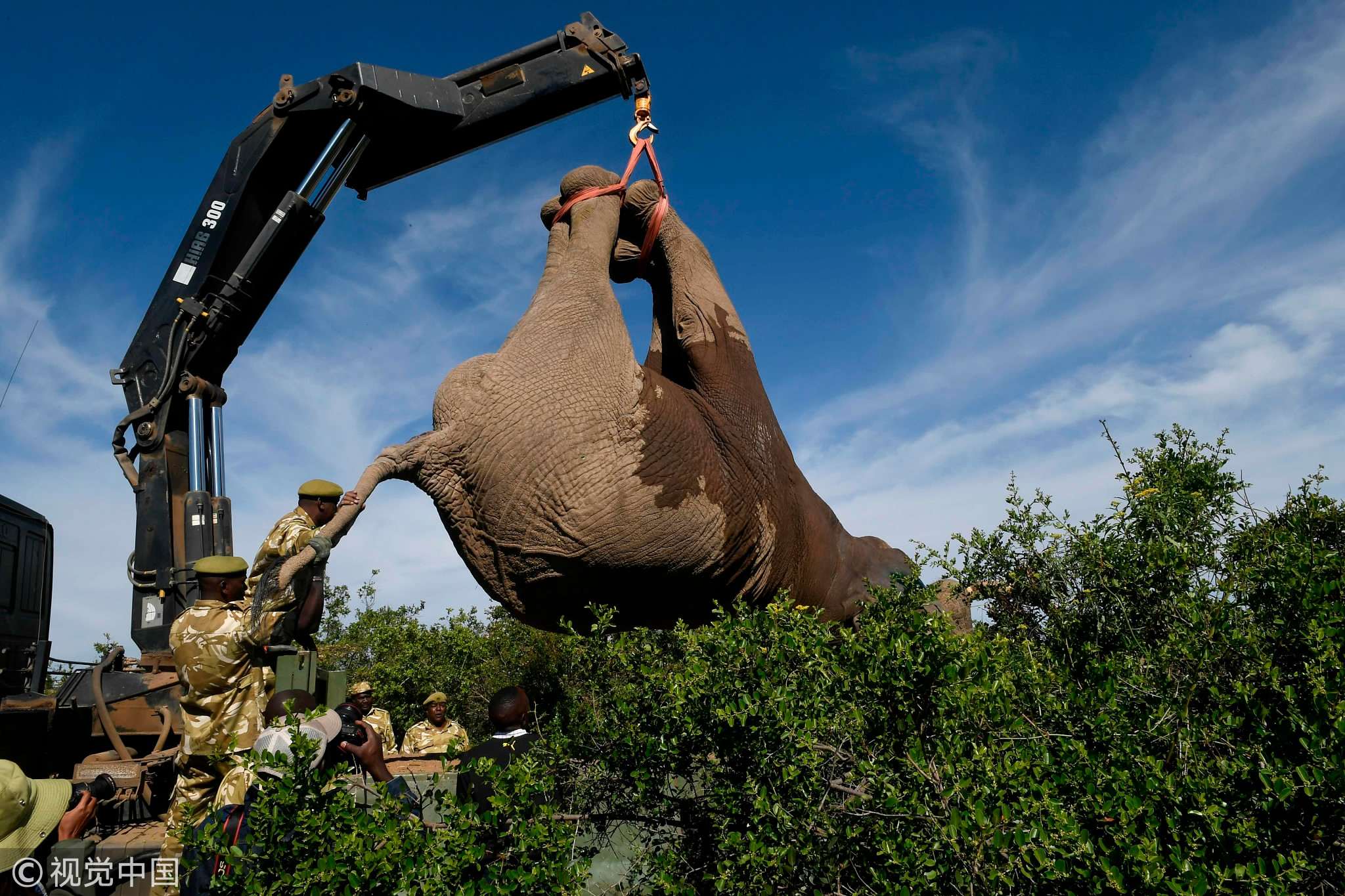 How Do They Transport Elephants  