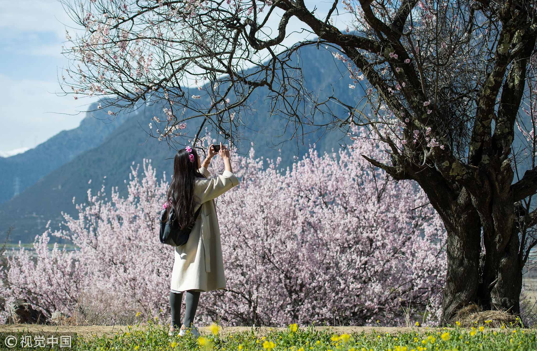 Tibetan Peach Blossom Festival: Smell the spring - CGTN