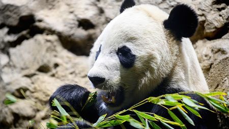 Live: Giant panda Bei Bei departs Washington Zoo - CGTN