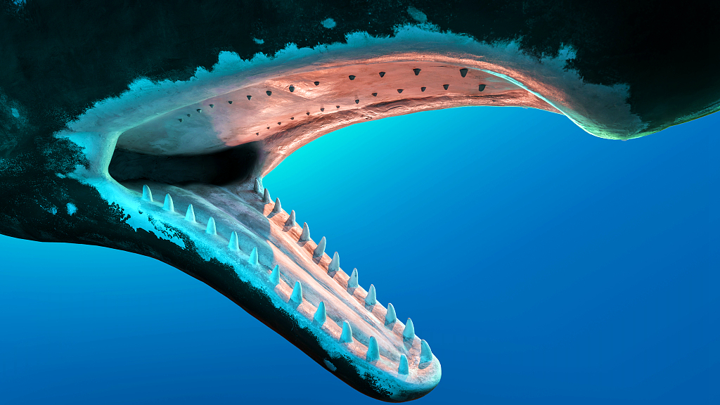 blue whales teeth