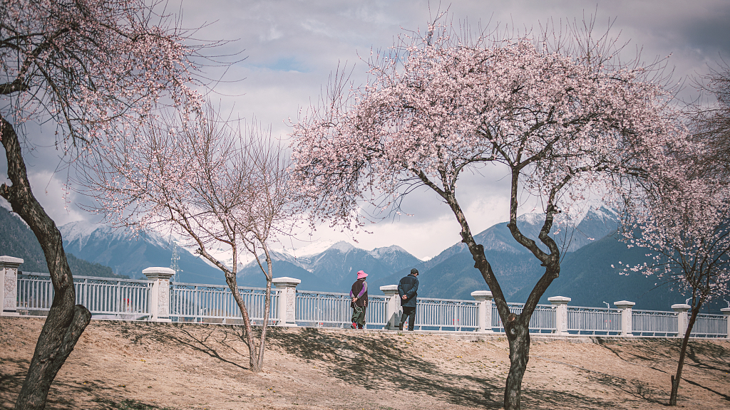 Season's greetings: Peach blossoms, a spring treat - CGTN