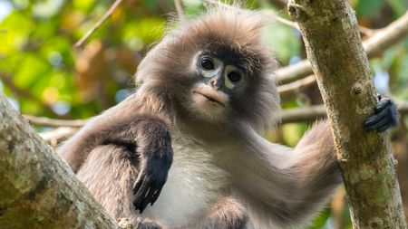 Large group of endangered Phayre's leaf monkeys feast on jujubes - CGTN