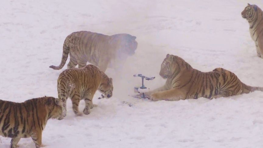 My destiny with Amur Tigers - Chinadaily.com.cn