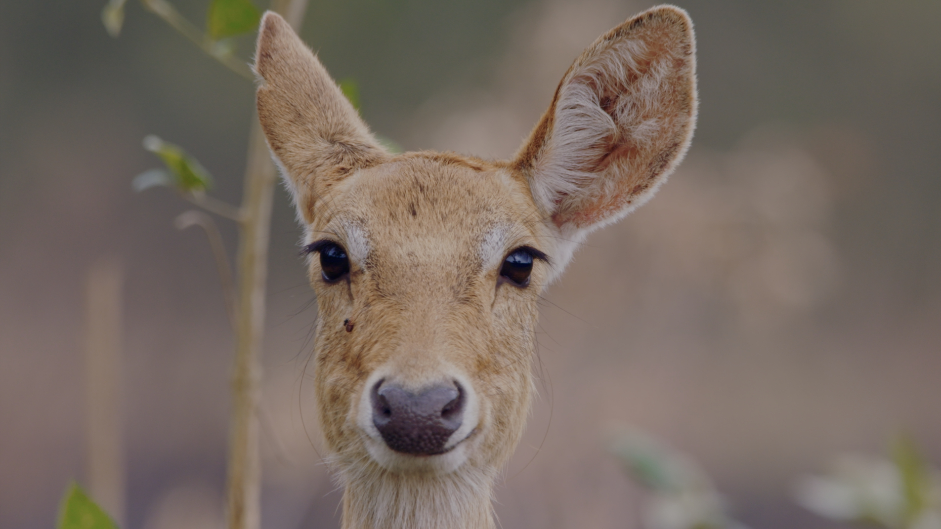 CGTN Nature: Jianfengling Series | Episode 5: Hainan Eld's Deer