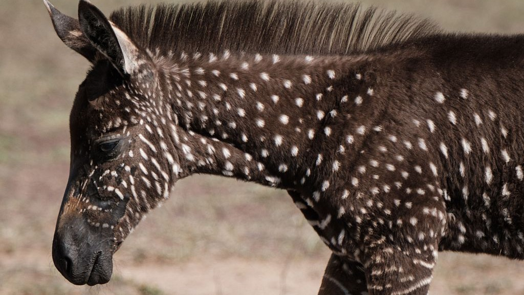 Zebra With Polka Dots Spotted In Kenya Game Reserve Cgtn 2434