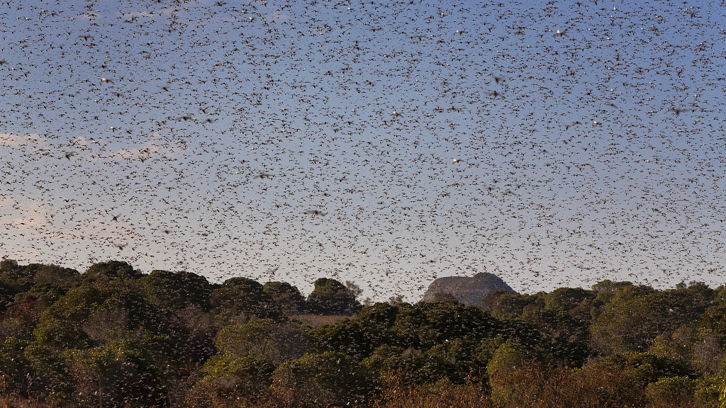 a swarm of locusts图片