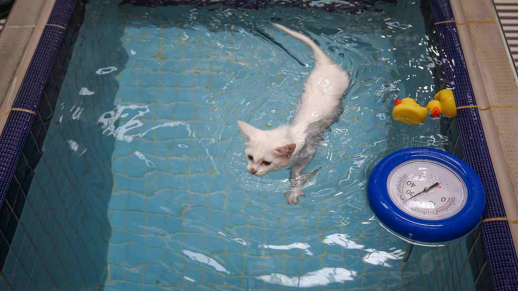 turkish cat swimming