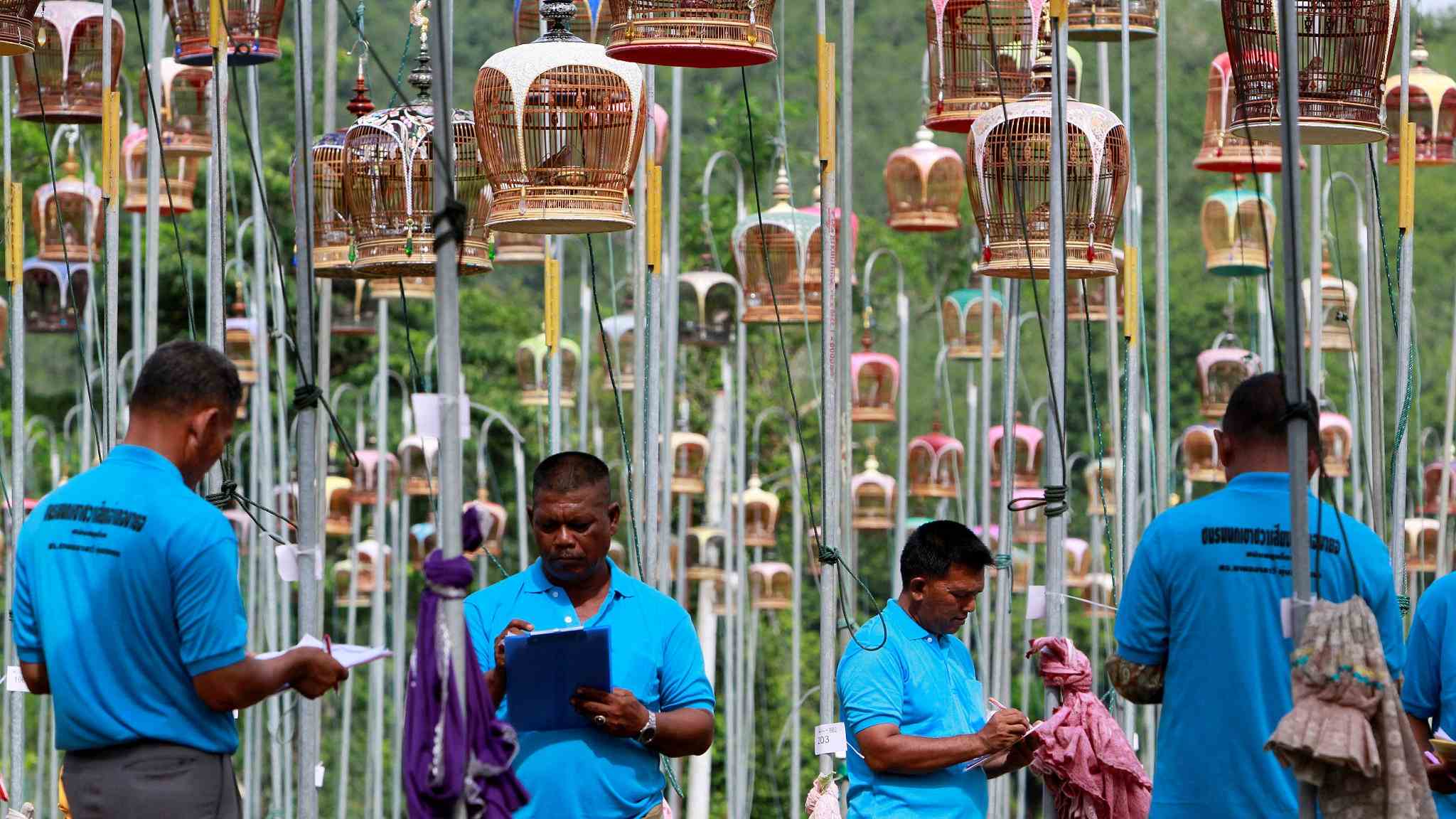 The spectacle of bird-singing contest in Thailand - CGTN