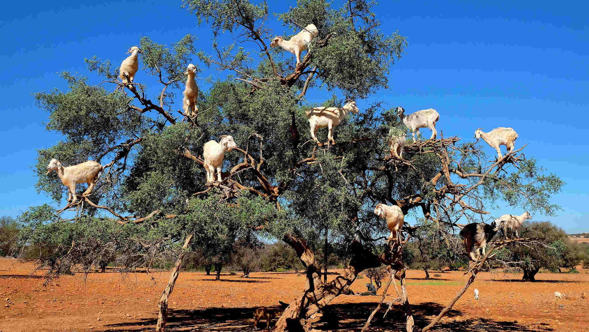 Cirugía Fusión entregar goats in argan trees morocco mucho Estallar ...