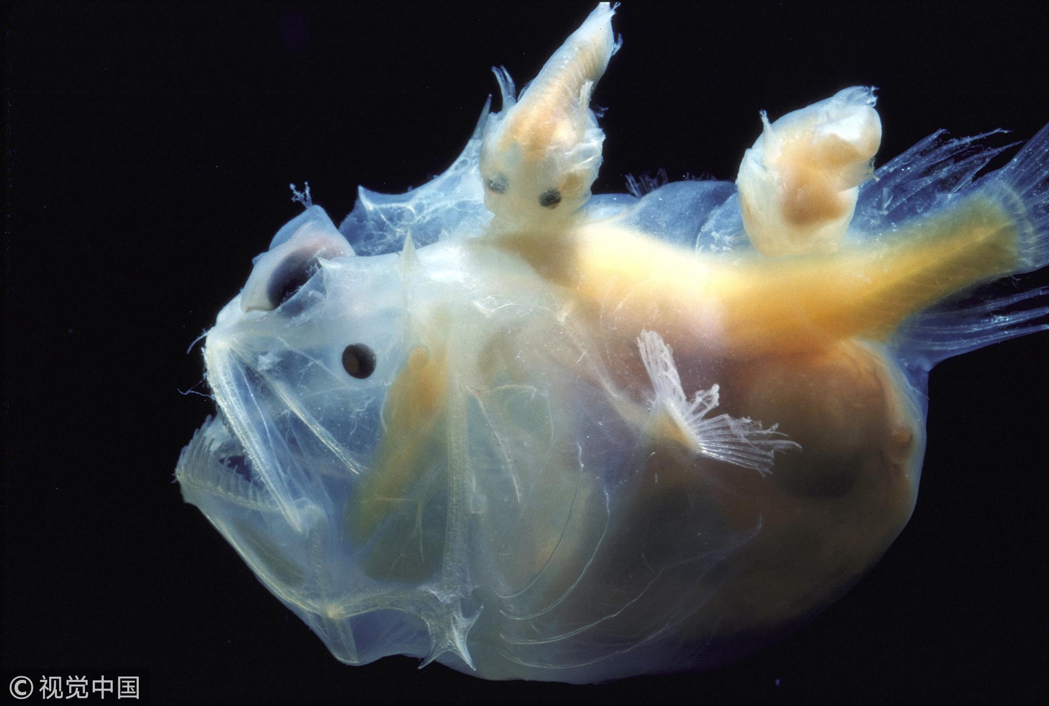 Female Anglerfish Mating Anglerfish Characteristics Diet Facts 