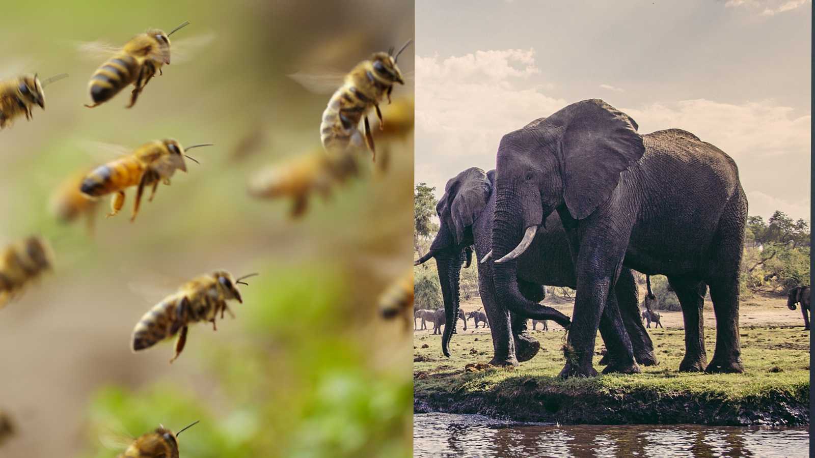Science news in brief: elephants fear bees and an effective way of avoiding  mosquito bites, The Independent