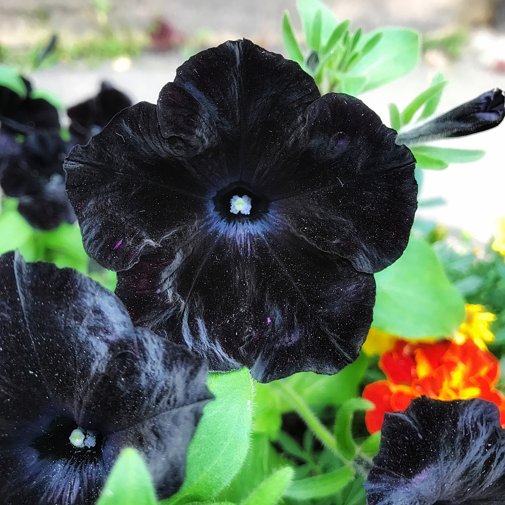 The mysterious black flowers - CGTN