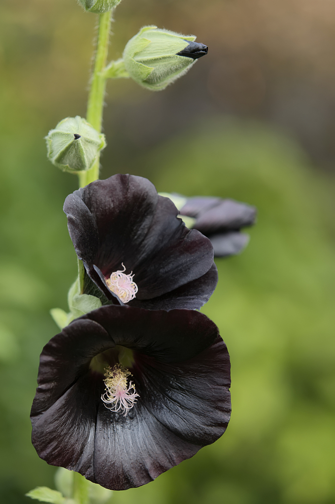 The Mysterious Black Flowers Cgtn