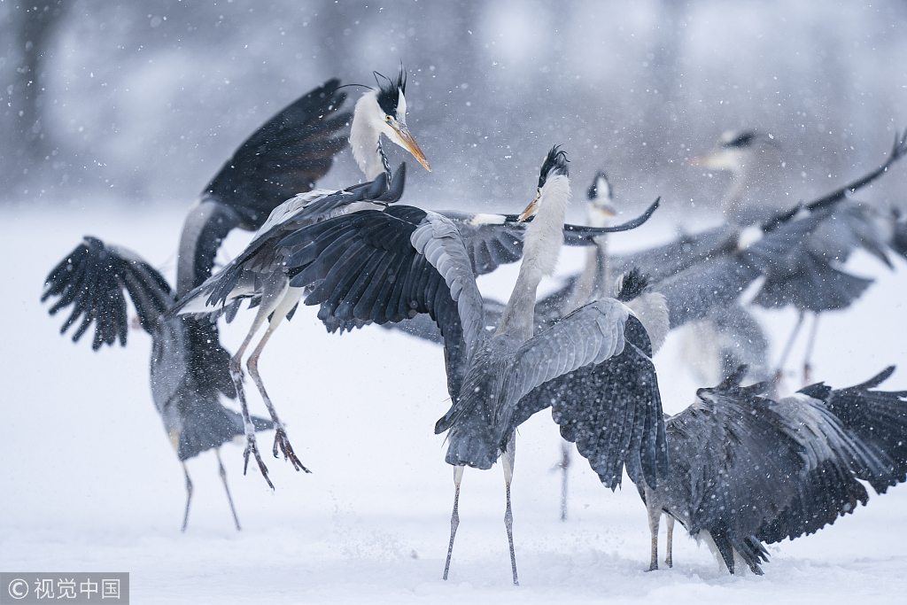 Herons jostle with each other before eating during freezing winter - CGTN