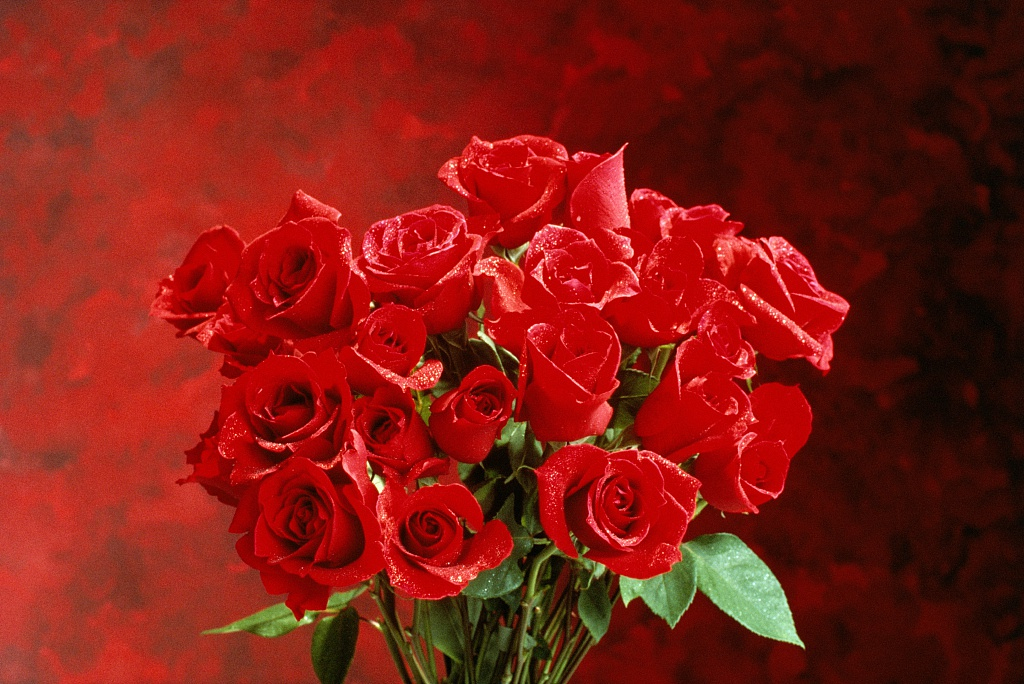 Rose: The elegant convenience of modern floral decoration - CGTN