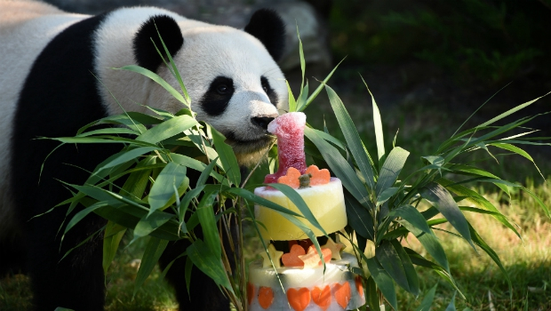 France's first baby panda celebrates first birthday - CGTN