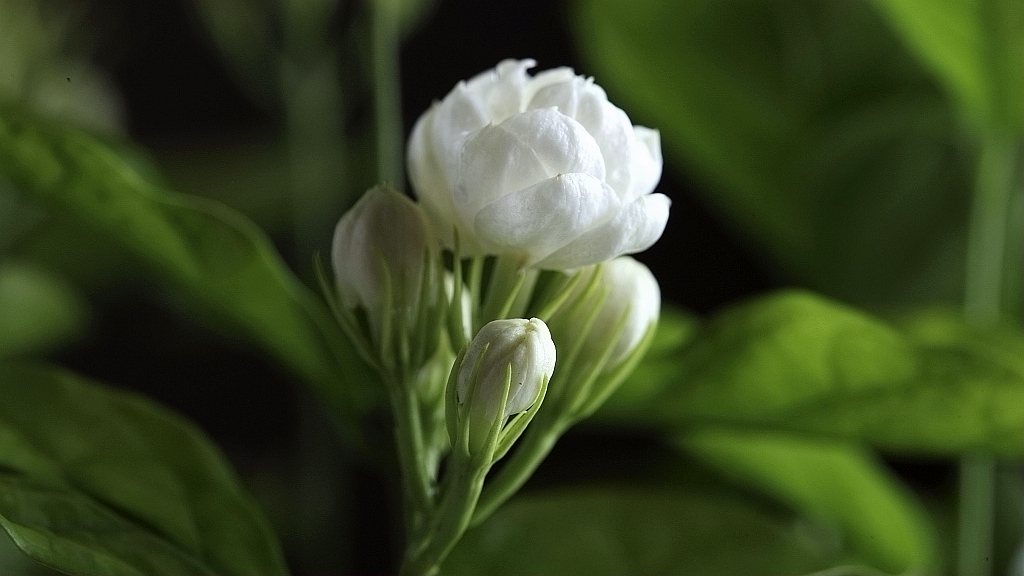 China S Flora Tour How Did The Jasmine Flower Become The Symbol Of Jiangsu Province Cgtn