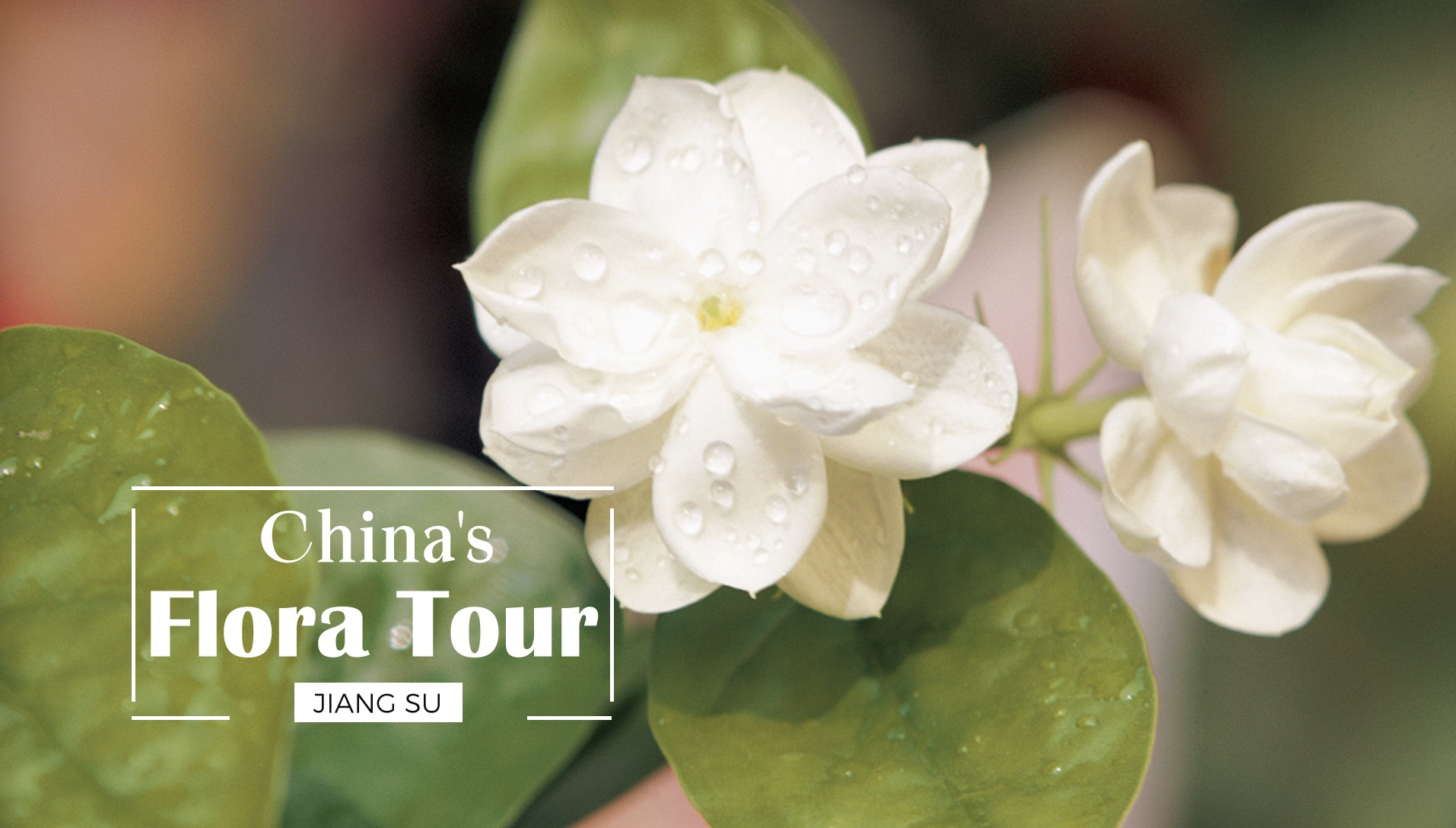 How Did The Jasmine Flower Become The Symbol Of Jiangsu Province Cgtn