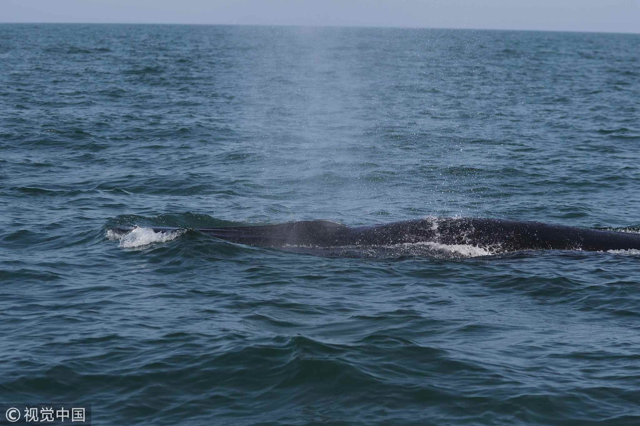 Large whales discovered for the first time in offshore of Chinese ...