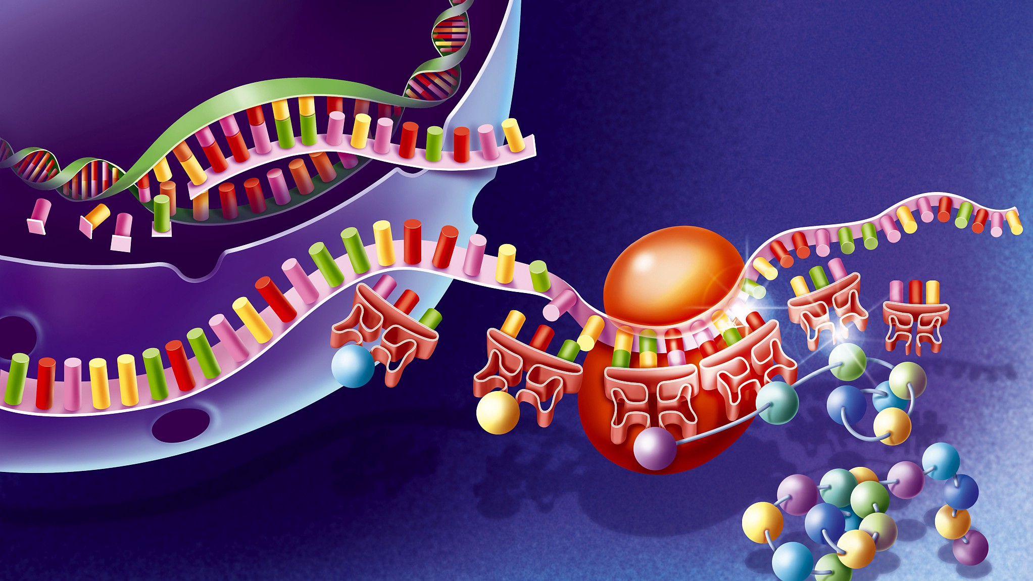 Non-coding RNA regulates genes in developing brain - CGTN