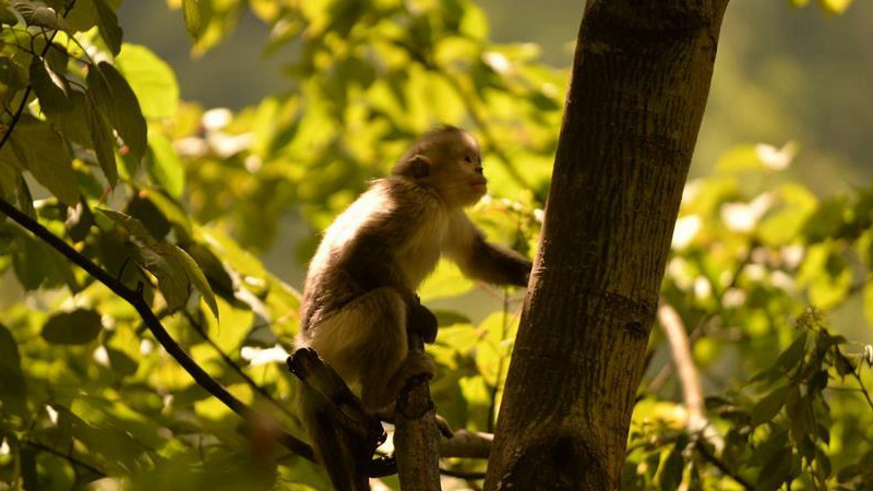 Saving the Yunnan Golden Monkey