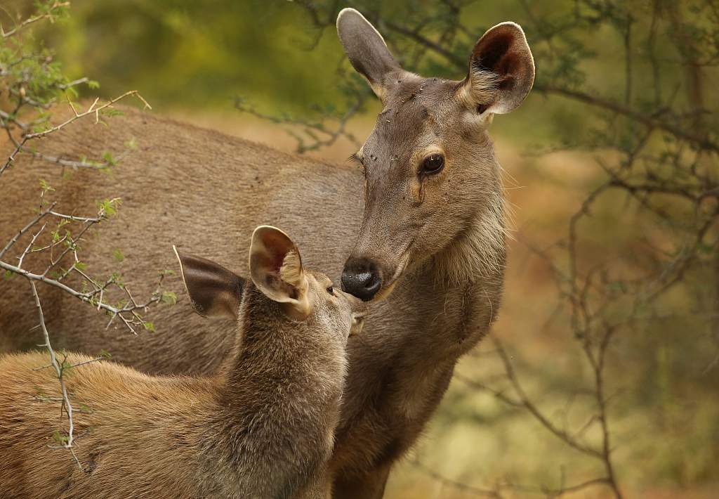 A sambar deer moves to zoo after living with villagers for three years -  CGTN
