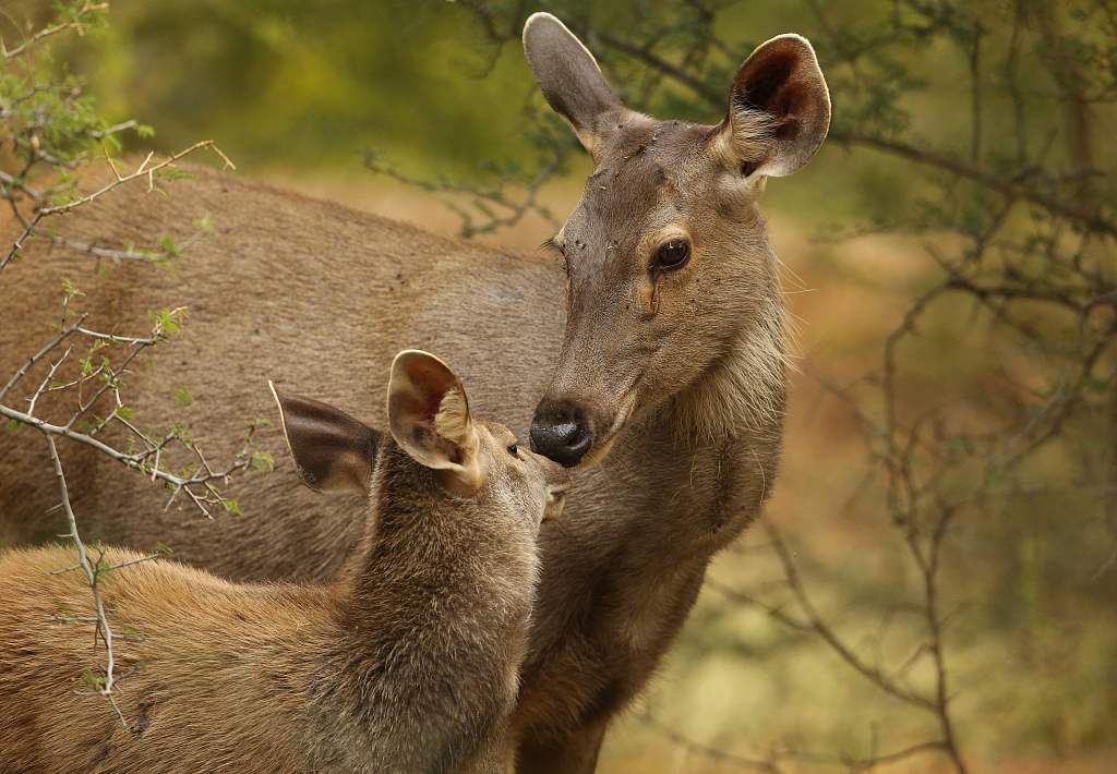 A Sambar Deer Moves To Zoo After Living With Villagers For Three Years 