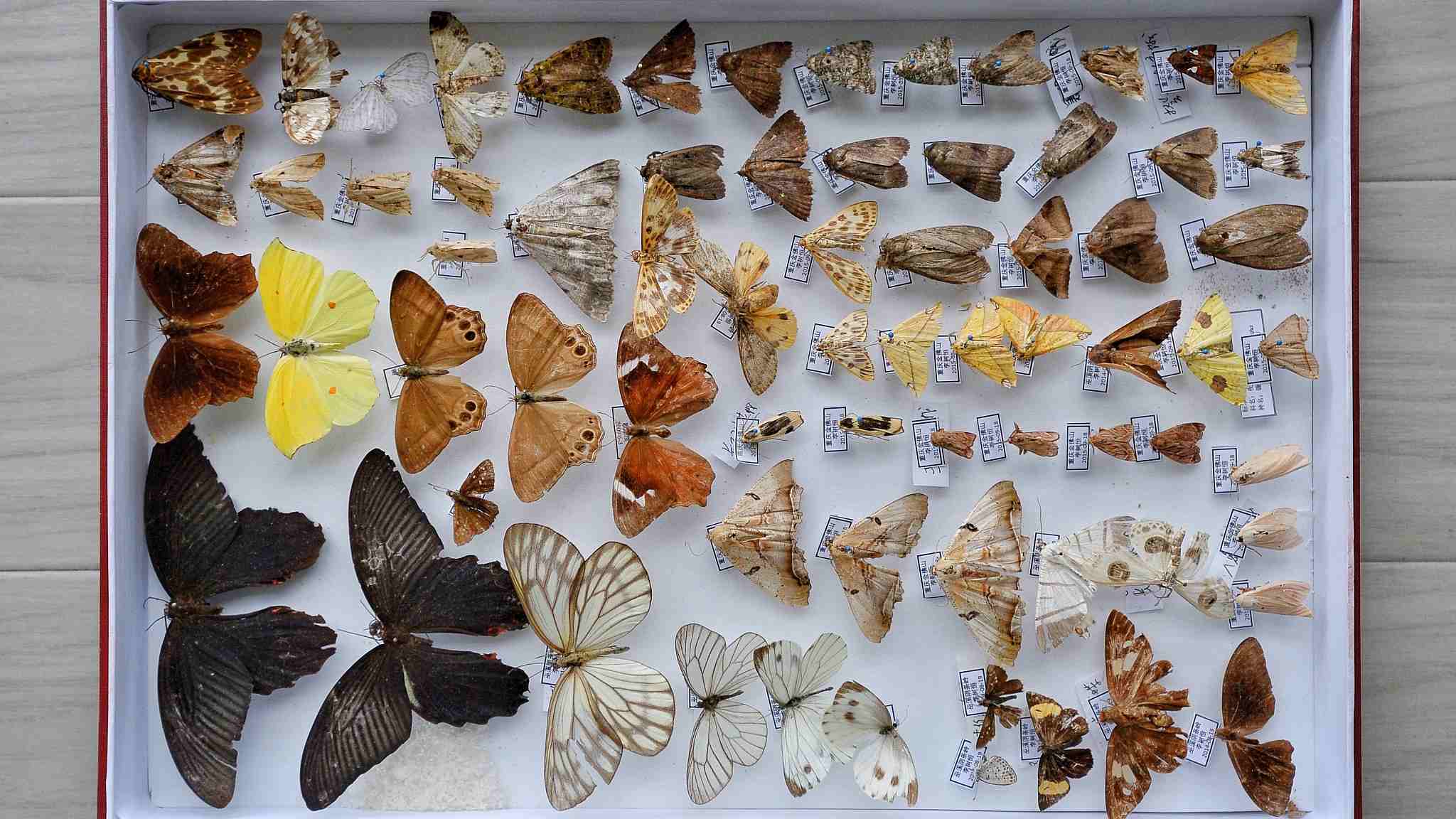 Insect Specimen Transparent Resin Biological Specimens ZLF Butterfly Growth History Specimen for Teaching Instrument Biological Model