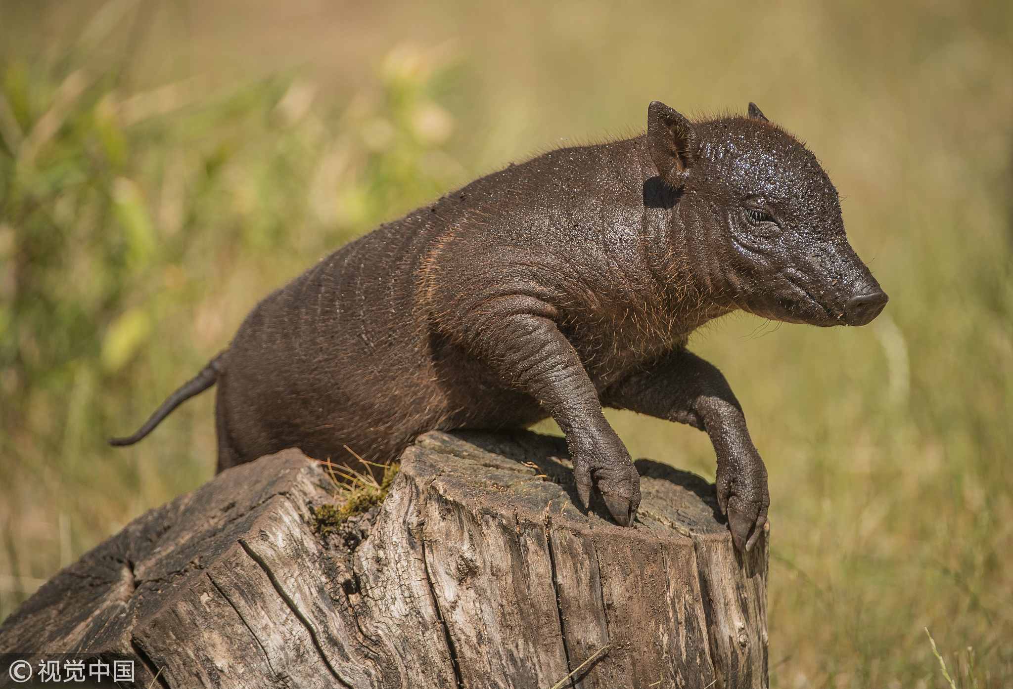 chester zoo welcomes rare babirusa piglets