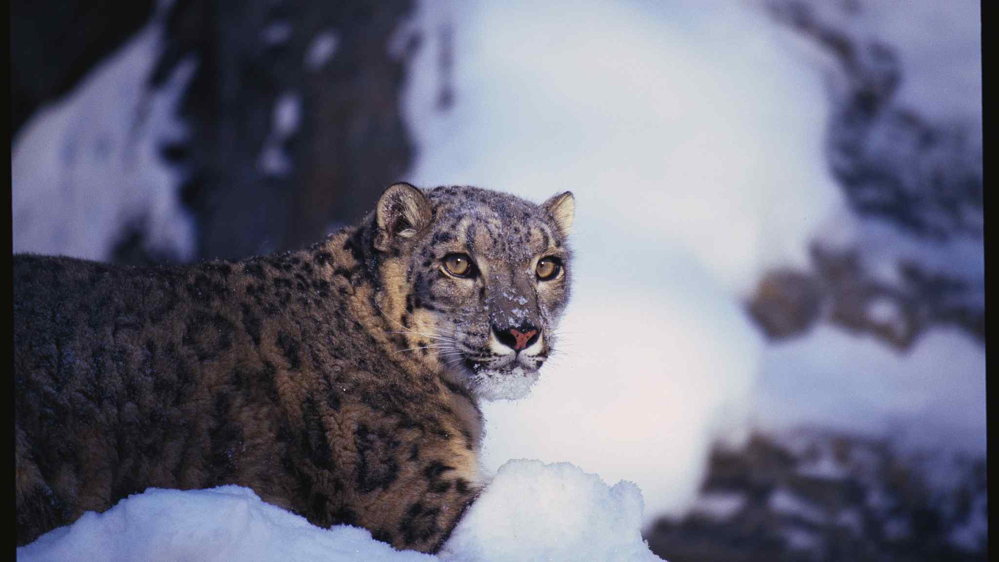 Report shows 60% of snow leopard habitats are in China - CGTN