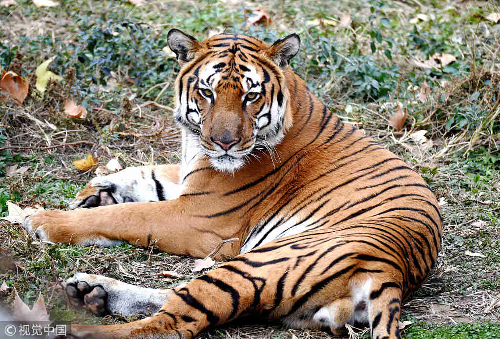 tiger safari in china